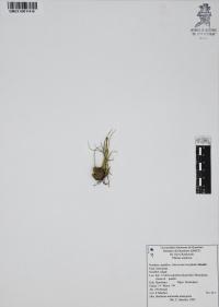 Juncus microcephalus image